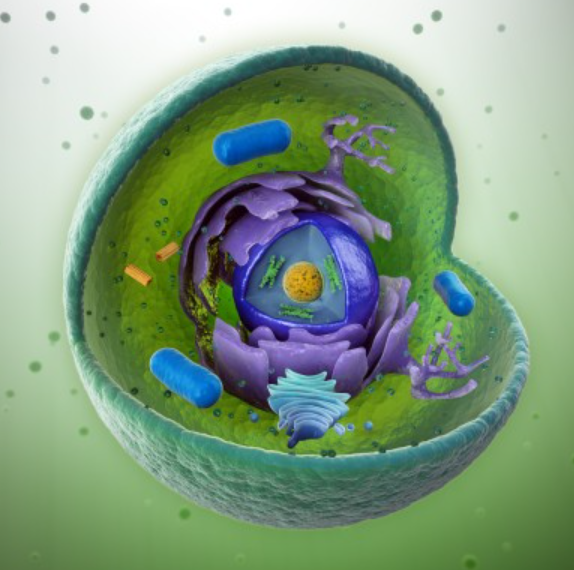 Cell Physiology